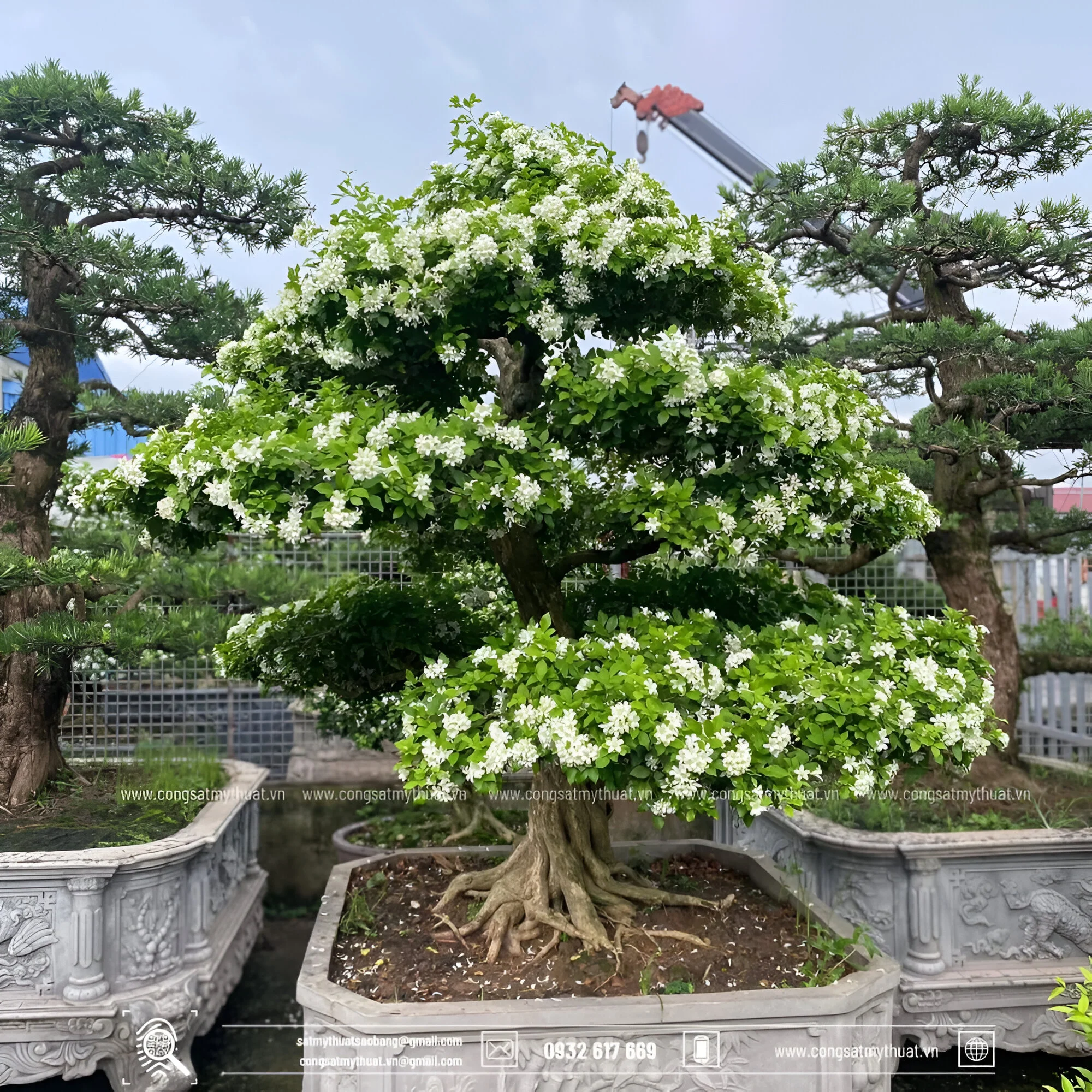 29+ cây cảnh sân vườn biệt thự đẹp sang tốt cho gia chủ nhất Cây nguyệt quế