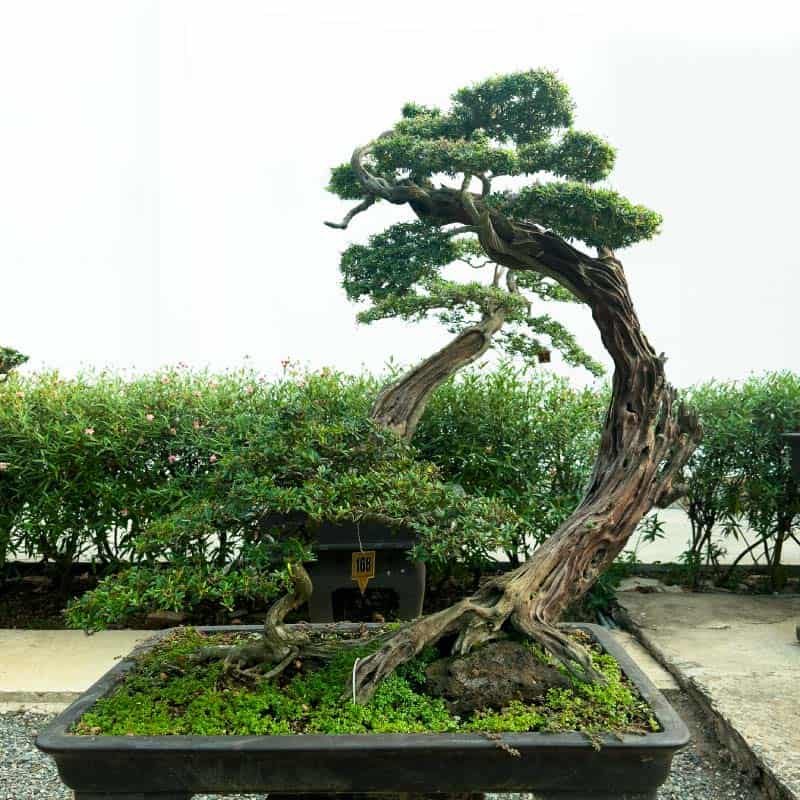9 món đồ gây phiền phức cho chủ nhà trong phong thủy Cây cảnh, bonsai
